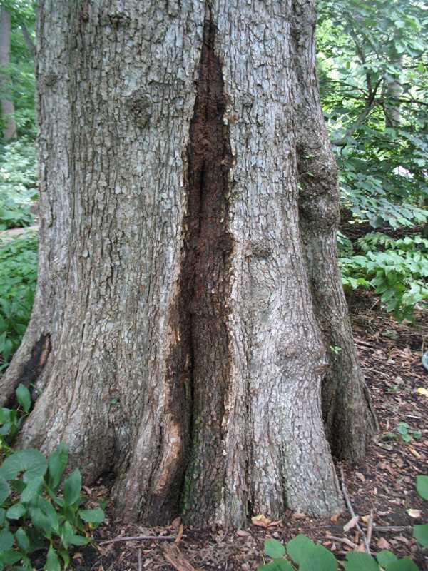 Can You Plane Wet Wood